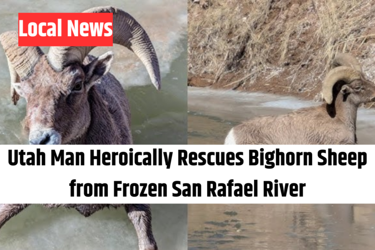 Utah Man Heroically Rescues Bighorn Sheep from Frozen San Rafael River