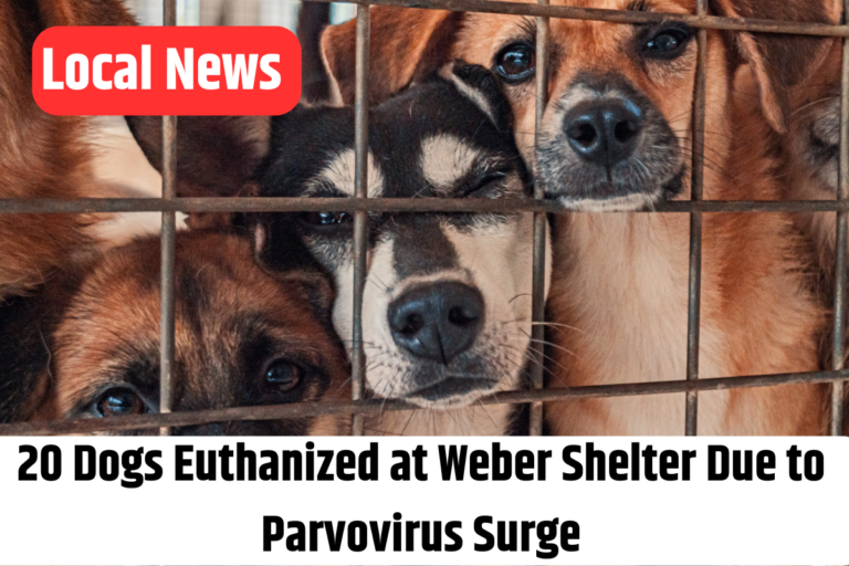 20 Dogs Euthanized at Weber Shelter Due to Parvovirus Surge