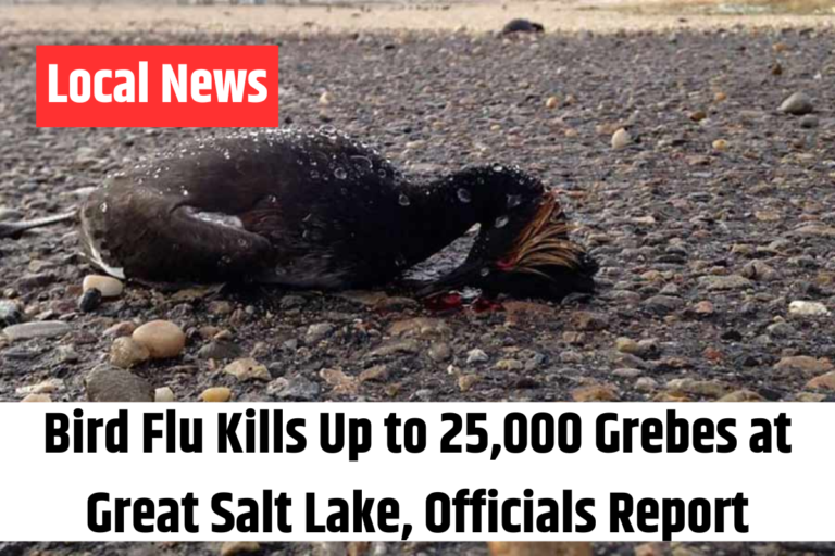 Bird Flu Kills Up to 25,000 Grebes at Great Salt Lake, Officials Report