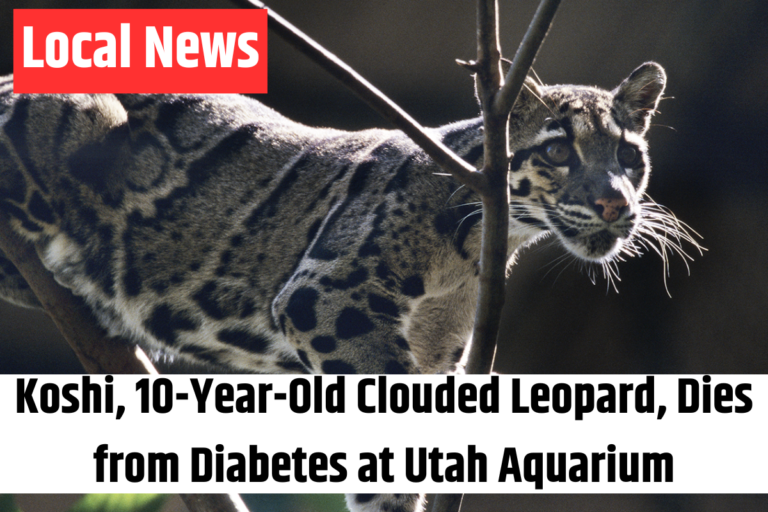 Koshi, 10-Year-Old Clouded Leopard, Dies from Diabetes at Utah Aquarium