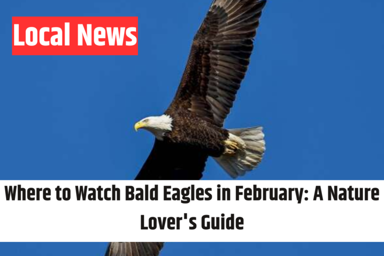 Where to Watch Bald Eagles in February A Nature Lover's Guide