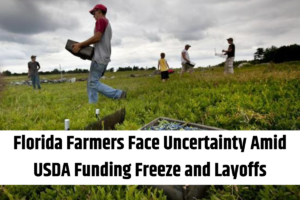 Florida Farmers Face Uncertainty Amid USDA Funding Freeze and Layoffs