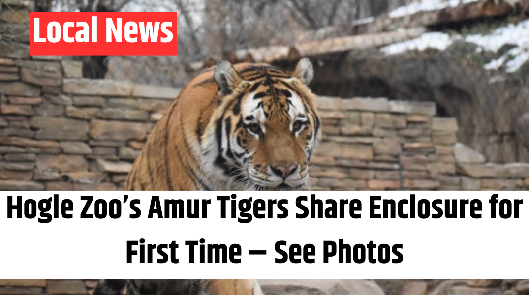 Hogle Zoo’s Amur Tigers Share Enclosure for First Time – See Photos
