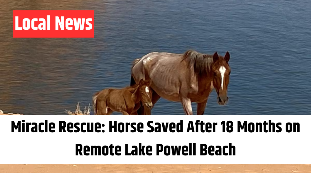 Miracle Rescue Horse Saved After 18 Months on Remote Lake Powell Beach
