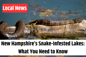 New Hampshire’s Snake-Infested Lakes What You Need to Know