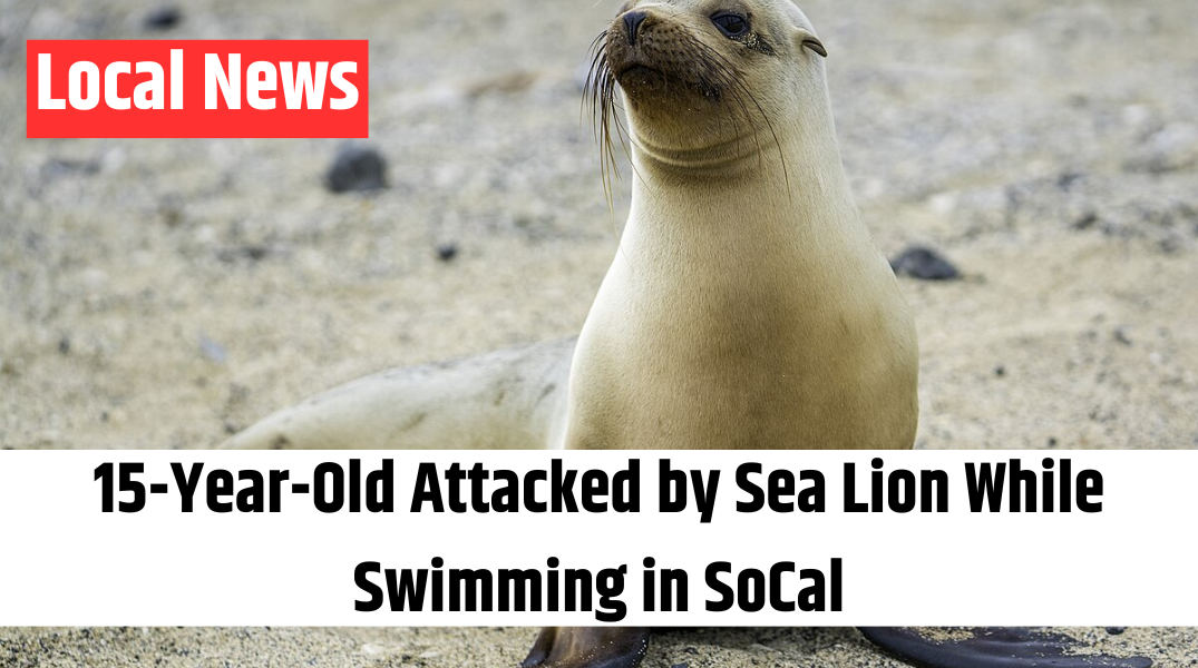 15-Year-Old Attacked by Sea Lion While Swimming in SoCal