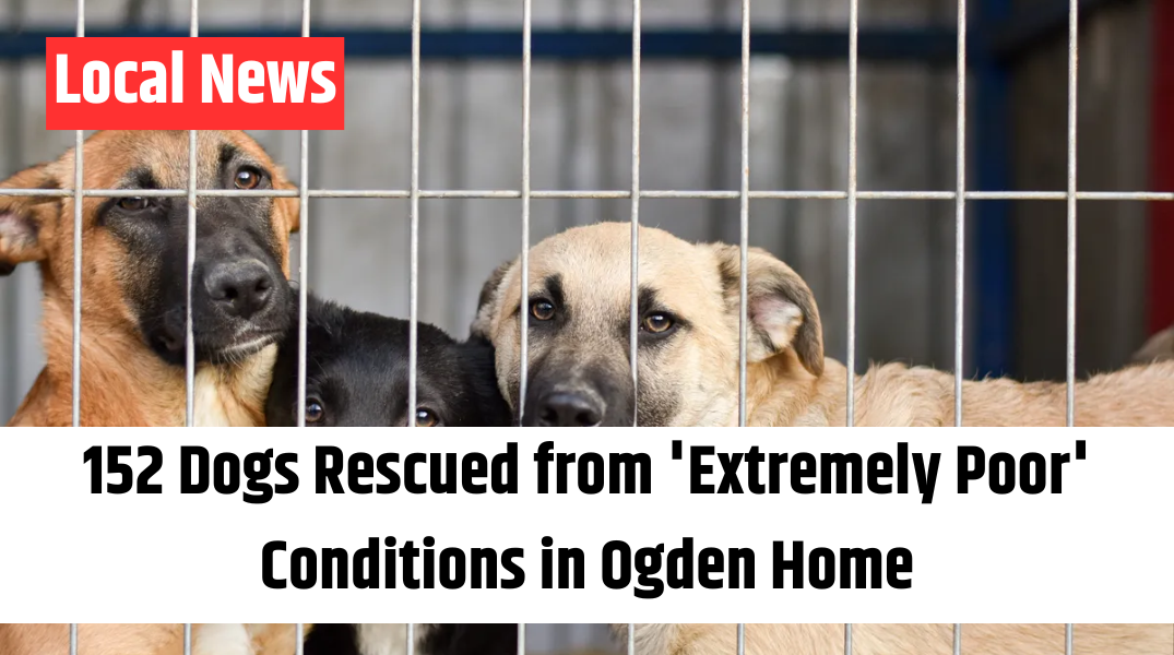 152 Dogs Rescued from 'Extremely Poor' Conditions in Ogden Home