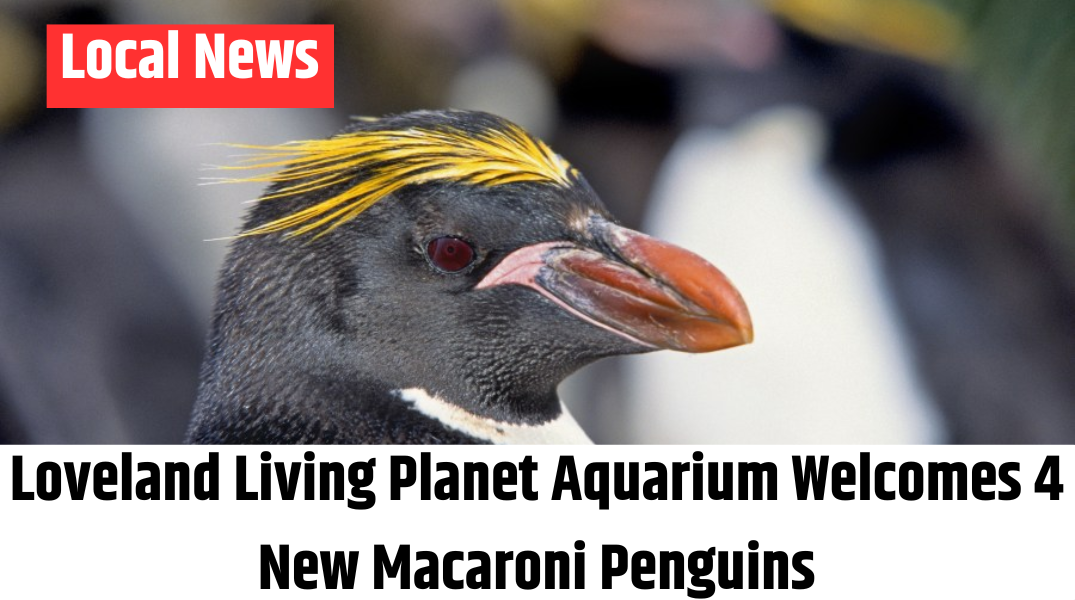Loveland Living Planet Aquarium Welcomes 4 New Macaroni Penguins