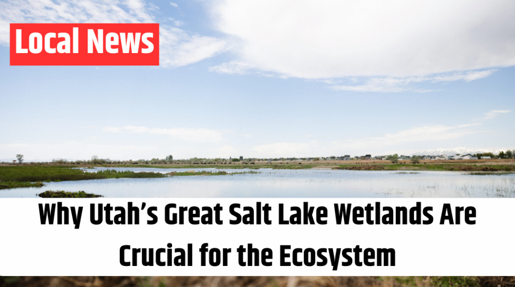 Why Utah’s Great Salt Lake Wetlands Are Crucial for the Ecosystem
