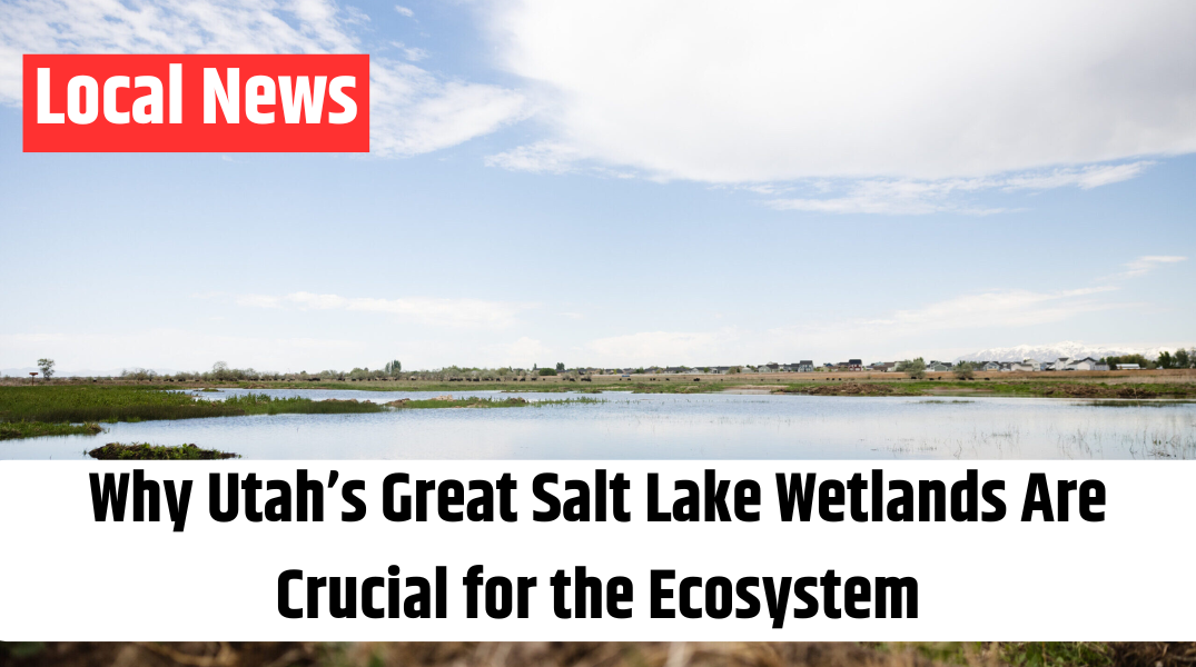Why Utah’s Great Salt Lake Wetlands Are Crucial for the Ecosystem